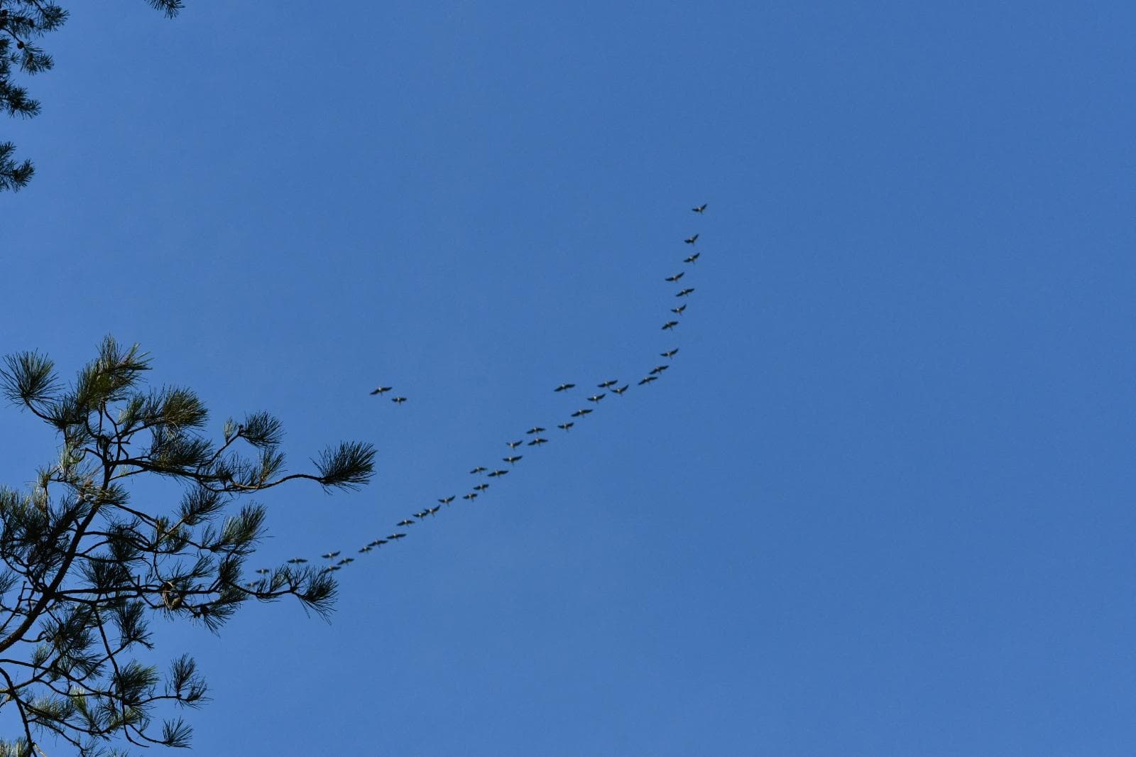 Overvliegende ganzen op trek tijdens workshop Paddestoelfotografie