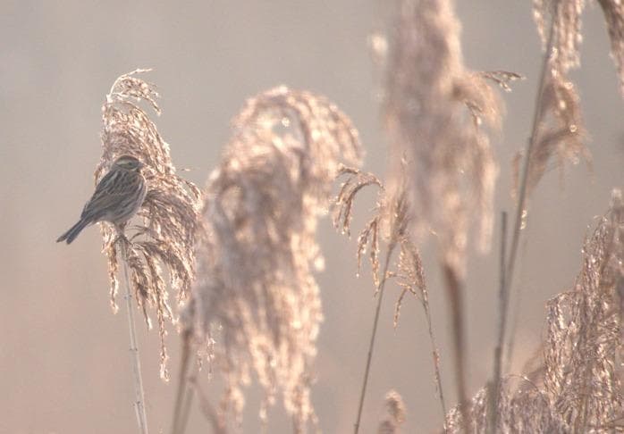 Rietgors winterkleed