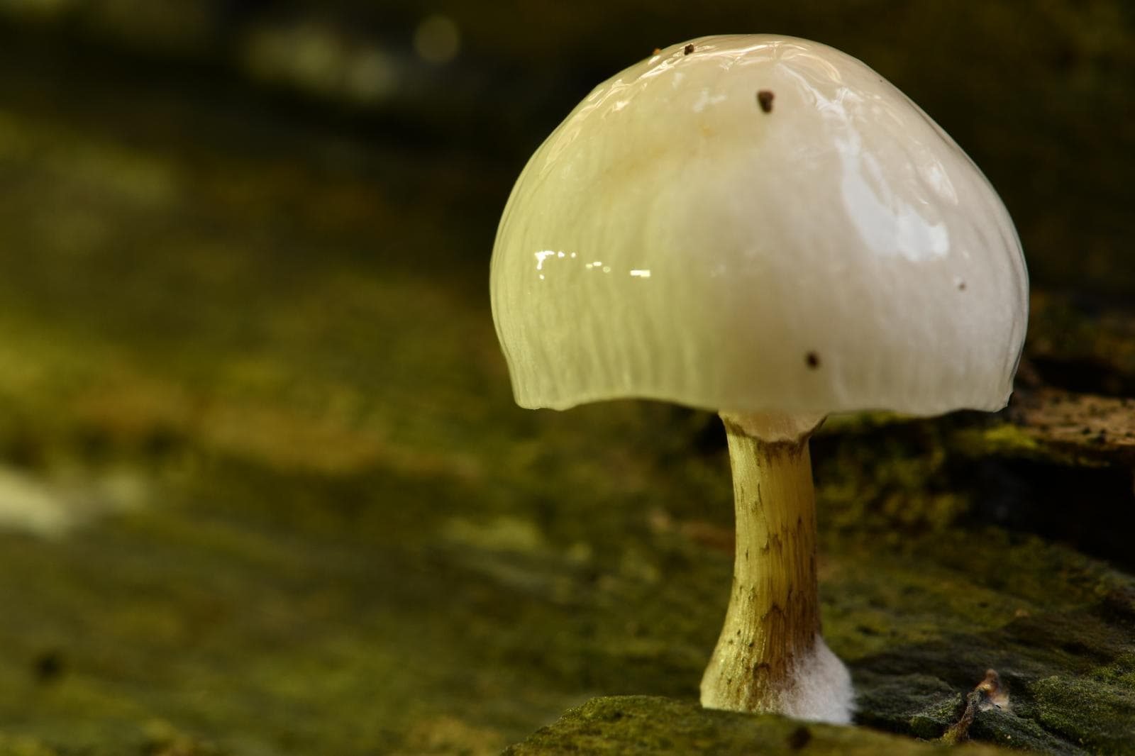 Porseleinzwam (door deelnemer workshop Paddestoelfotografie)