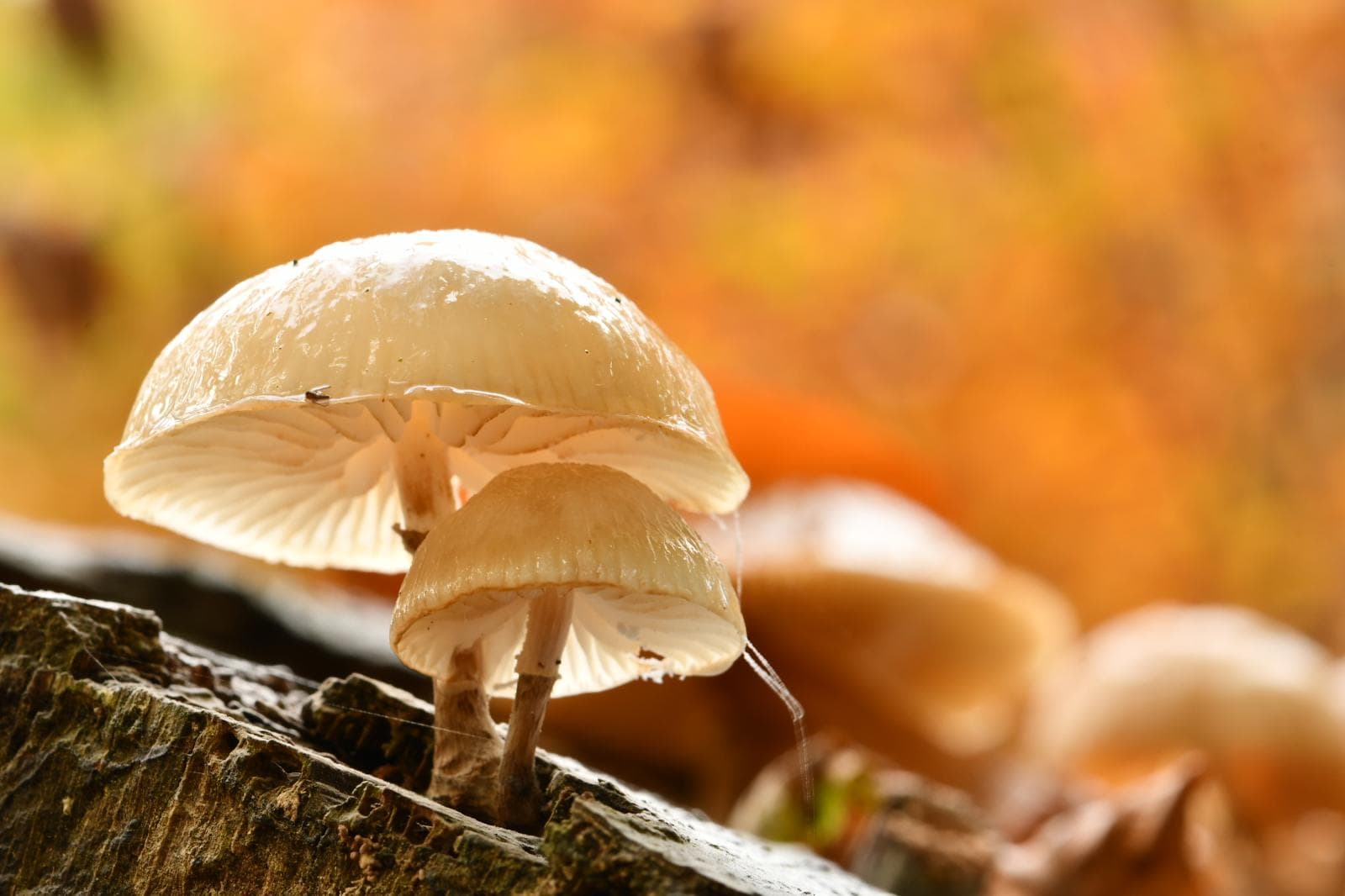 Porseleinzwam op beuk (door deelnemer Workshop Paddestoelfotografie)