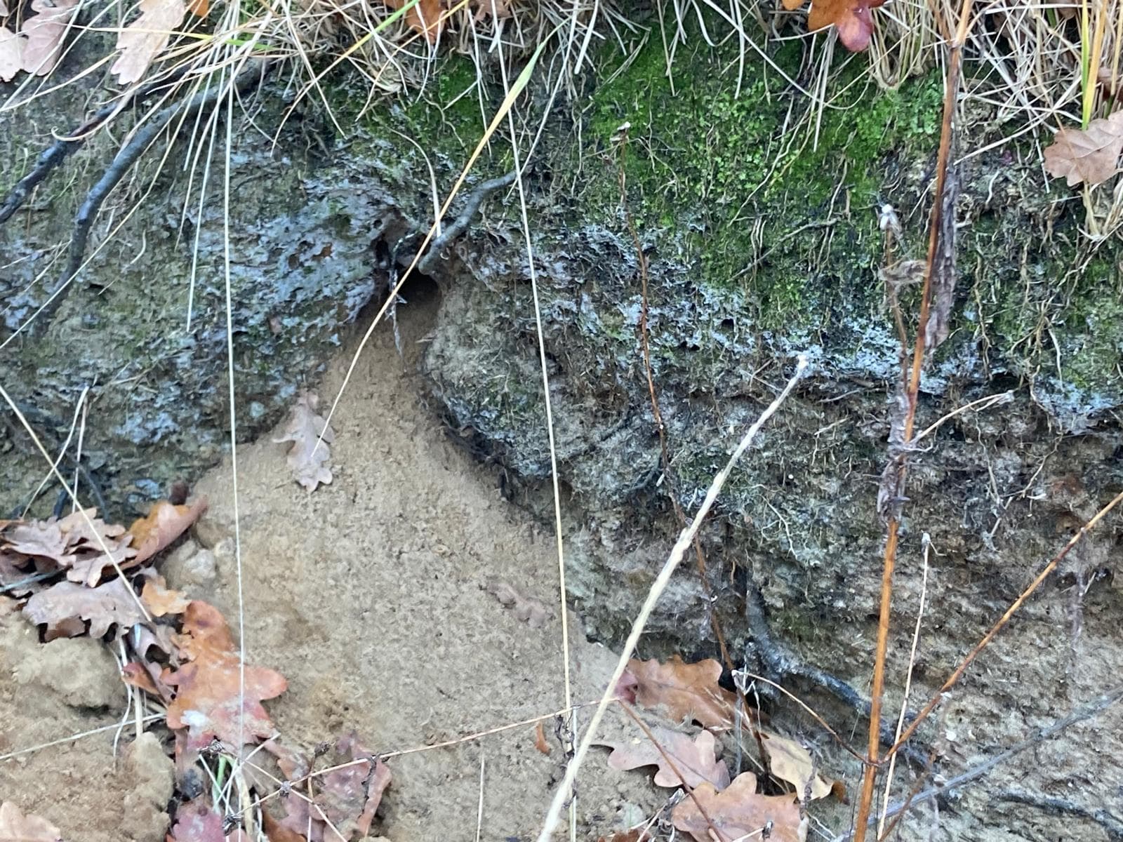 Holletje van een bosmuis (uitgediept voor de winter)