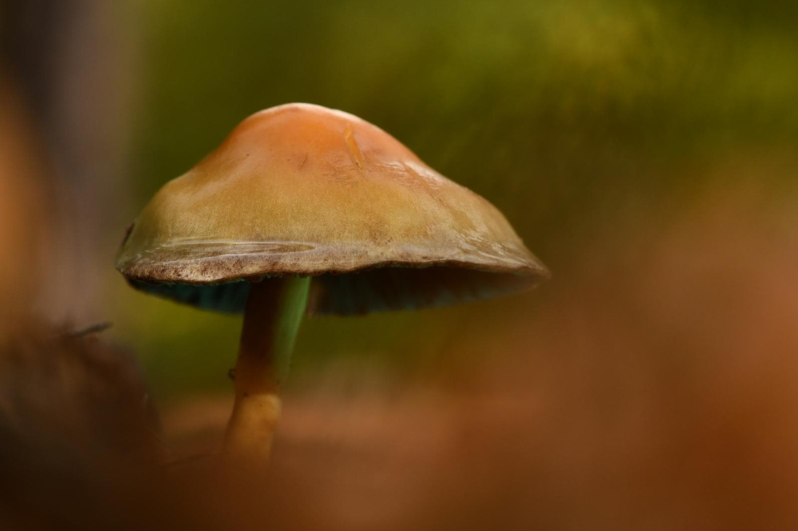 Fluorescerende zwavelzwam